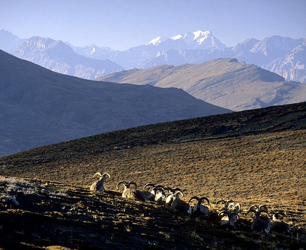 Antilopenherde in der Morgensonne, Ladakh.