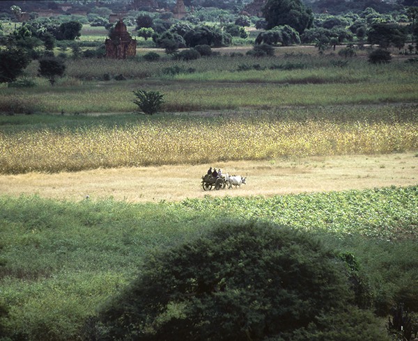 Noch sind die Ochsenkarren das gewöhnliche Transportmittel der Bauern von Bagan.