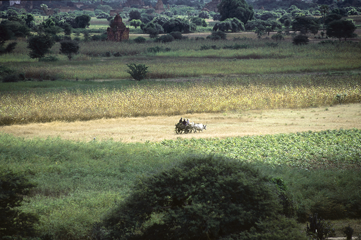 Noch sind die Ochsenkarren das gewöhnliche Transportmittel der Bauern von Bagan.