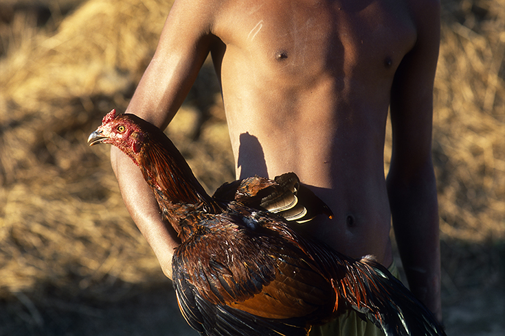 Hahnenkämpfe haben in Burma eine lange Tradition.