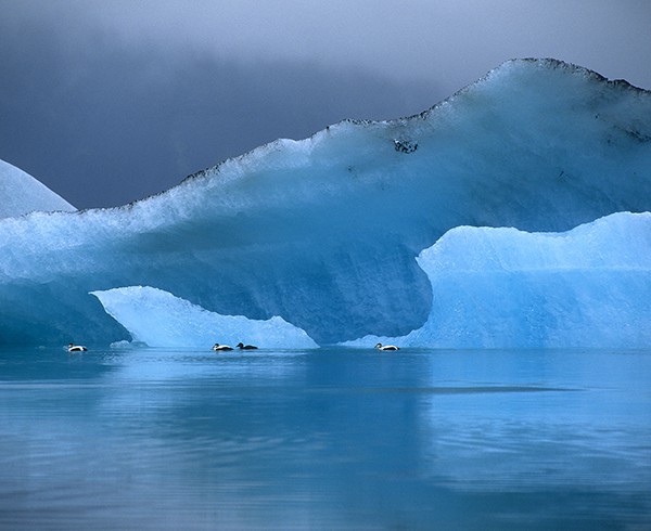 Eiderenten auf dem Gletschersee Jökulsárlón.