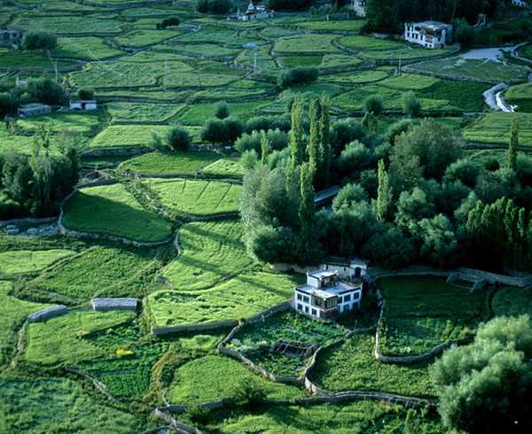 Durch das traditionelle Bewässerungssystem ist Leh auch im Spätsommer eine grüne Oase.