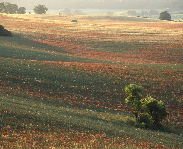 Uckermärkische Landschaft bei Stegelitz.