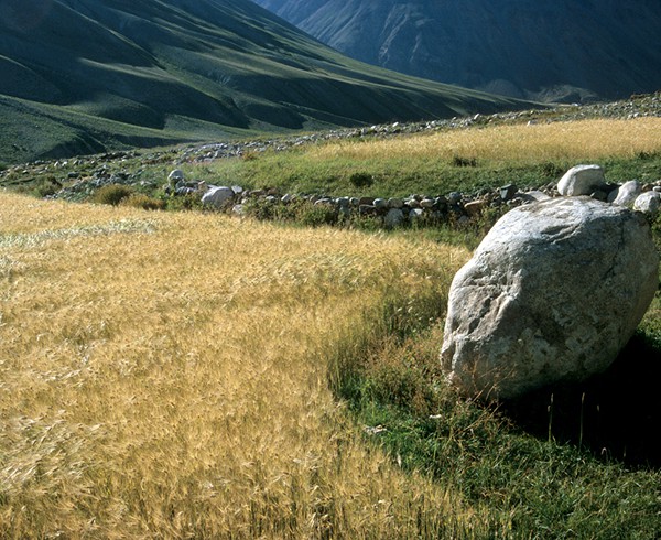 Getreidefeld bei Kargyak. Die Grenzen der bewirtschafteten Terrassen passen sich gleichsam organisch den landschaftlichen Begebenheiten an.